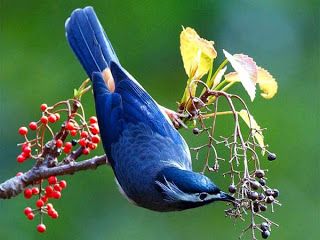 DENO....AMERICA FOUNDED BY BELIEVERS FOR BELIEVERS: The Beauty and the Glory of our days and of our ni... Most Beautiful Birds, Bird Wallpaper, Nature Birds, All Birds, Bird Pictures, Bird Decor, Pretty Birds, Bird Photo, Colorful Birds