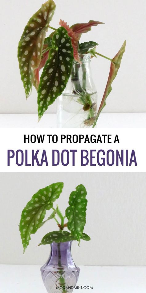 Find out how easy it is to propagate your Begonia maculata. The polka dot begonia is a fast growing, and easy to care for indoor plant. This is your complete care guide, modandmint.com. Polka Dot Begonia Propagation, How To Propagate Polka Dot Plant, Begonia Maculata Propagate, Begonia Polka Dot, Polka Dot Begonia Care, Begonia Maculata Care, Polka Dot Plant Propagation, Mint Plant Care, Polka Dot Begonia