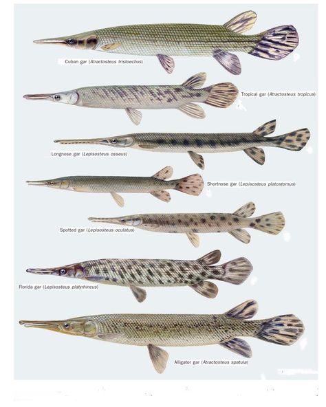 Pin by Andrew Thompson on SciArt | Ancient fish, Marine animals, Aquarium fish Bugs Bunny Drawing, Fish Chart, Ancient Fish, Snakehead Fish, Shark Pictures, Saltwater Crocodile, Fish Artwork, Monster Fishing, Vintage Fishing Lures