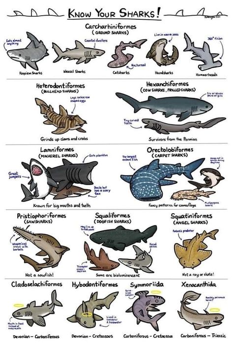 Marine Biology Aesthetic Notes, Shark Types, Different Types Of Sharks, Animal Biology, Oceanography Marine Biology, Animal Infographic, Shark Species, Types Of Sharks, Shark Facts