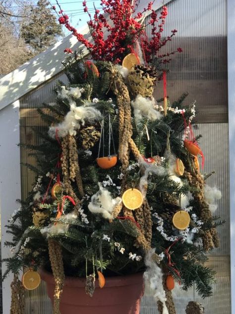 For the Birds – Recycled Christmas Tree Christmas Tree For The Birds, Christmas Tree For Birds Outdoor, Christmas Backyard, Fairy Christmas Tree, Bird Christmas Tree, Recycled Christmas Tree, Nature Christmas, Bird Seed Ornaments, What A Shame