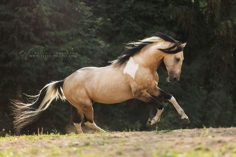 Buckskin paint horse. Cheval Pie, Unique Horses, Buckskin Horse, 3 Horses, Paint Horses, Pinto Horse, Horse Inspiration, American Paint, Horse Boarding