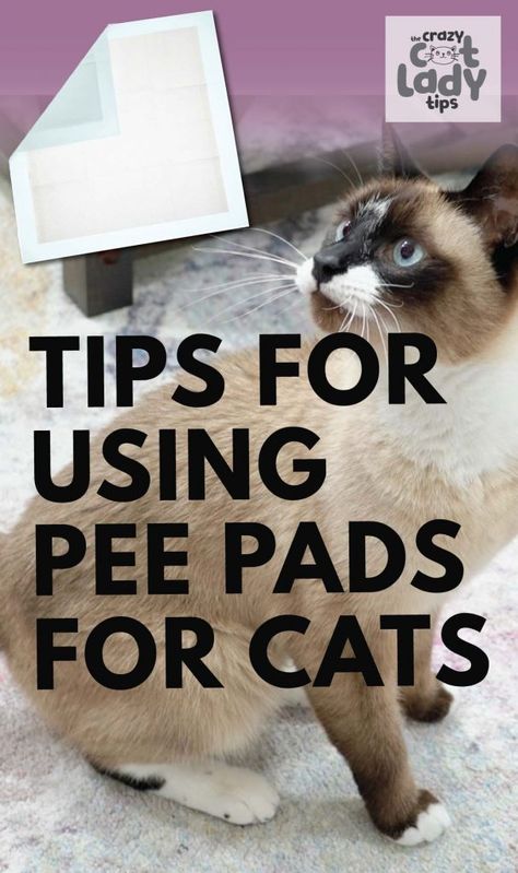 Wait cats can use pee pads? Yup, you read that right! We have a current cat pee pads user here in our house. So yes pee pads for cats is absolutely a thing! Diy Cat Treats, Lady Tips, Training Cats, Dog Pee Pads, Tidy Cats, Potty Pads, Cat Pee, Puppy Pads, Dog Pee