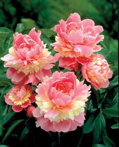 Peonies Have Inspiration, Pink And Yellow, Ranunculus, Beautiful Blooms, Dream Garden, Ikebana, Garden And Yard, Amazing Flowers, Love Flowers