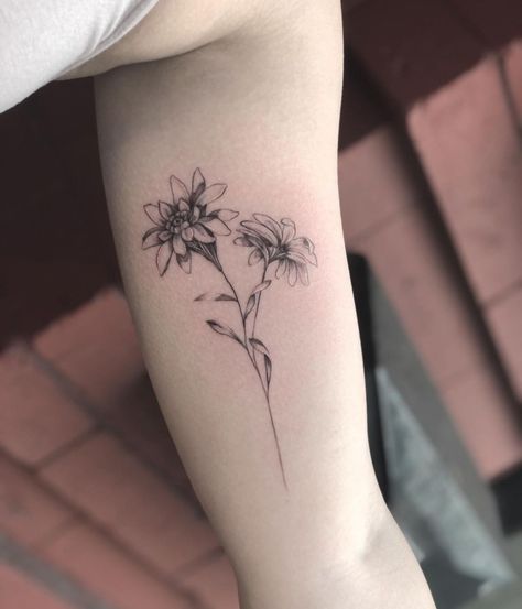 CASEY BRESSO • SNYDER ♡’s Instagram profile post: “Edelweiss flowers for @erikatrager today! Thanks for your trust. 🌿 • • • #floraltattoo #edelweisstattoo #flowertattoo #grandrapidstattoo…” Edelwise Flower Tattoo, Fine Line Edelweiss Tattoo, Eidlewiss Flower Tattoo, Edelweiss Tattoo Simple, Edelweiss Drawing, Edelweiss Flower Tattoo, Coloured Tattoos, Edelweiss Tattoo, Flower Tattoo Stencil