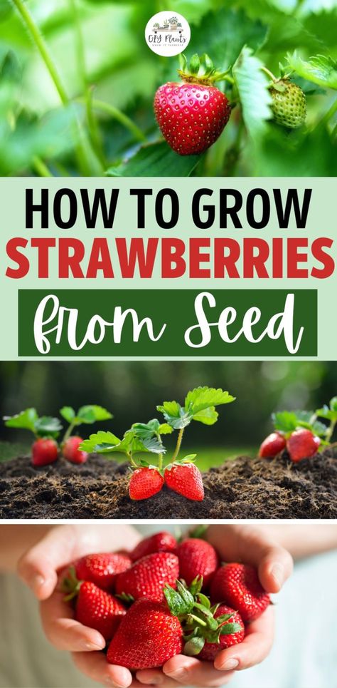 How to Grow Strawberries from Seed When To Start Strawberry Seeds Indoors, Starting Strawberries From Seed, Strawberry Seeds From Strawberries, How To Plant Strawberry Seeds, How To Grow Strawberries From Seed, Growing Strawberries From Seed, Grow Strawberries From Scraps, Strawberry Seeds Grow, Grow Strawberries From Seed