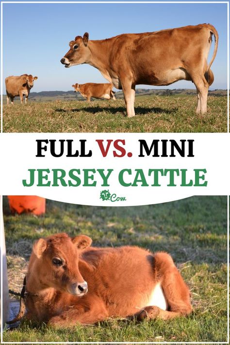 Dairy Cow Homestead, Miniature Dairy Cows, Milking Shorthorn Cattle, Jersey Milk Cow, Mini Jersey Milk Cow, Miniature Jersey Cow, Mini Jersey Cow, Mini Cow Barn, Miniture Cows