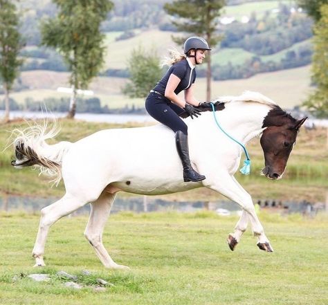 Warmblood Horses Jumping, Horse Riding Aesthetic, Bareback Riding, Warmblood Horses, Horse Riding Outfit, Show Jumping Horses, Horse Camp, Horse Riding Equestrian, English Horse