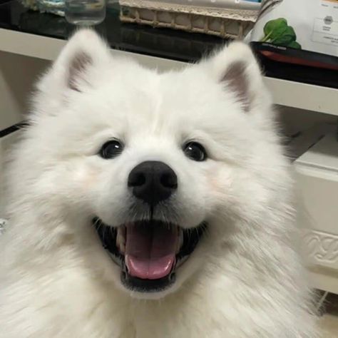 Samoyed Dogs Puppies, Samoyed Dogs Cute, Cute Samoyed, Samoyed Puppies, Too Cute To Handle, Samoyed Dog, Samoyed Puppy, Super Cute Dogs, Very Cute Puppies