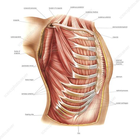 Thorax Anatomy, Anatomy Stickers, Library Website, Medical Anatomy, Science Photos, Human Anatomy, Buy Prints, Photo Library, Rock Climbing