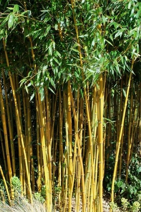 Phyllostachys aurea, Golden Bamboo, Zone 7, H:25', S:20-40' Phyllostachys Aurea, Bamboo Plant Care, Plant Palette, Maidenhair Tree, Shrubs For Privacy, Growing Bamboo, Japanese Style Garden, Sky Tower, Golden Bamboo