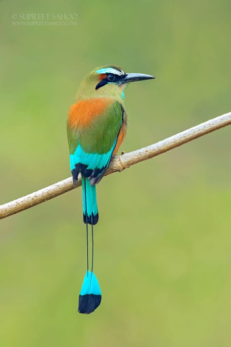 Turquoise-Browed Motmot Costa Rica Wildlife, Red Eyed Tree Frog, National Animal, Most Beautiful Birds, Most Beautiful Animals, Colorful Bird, Colorful Animals, Bird Pictures, Exotic Birds