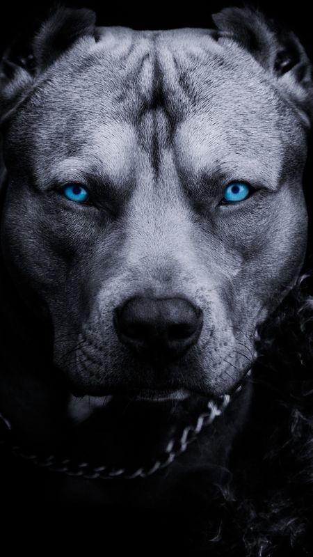 Pitbull Silver Blue: original wallpaper with pitbull. Single wallpaper pack. Pitbull Photography, Single Wallpaper, Pitbull Wallpaper, Pitbull Blue, Lup Singuratic, Pitbull Dog Puppy, Pitbull Dog Breed, Dog Print Tattoo, Bully Breeds Dogs