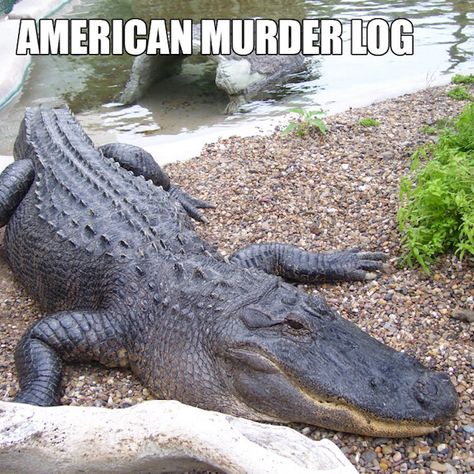 'Proper Animal Names', Vol. 2  RuinMyWeek.com #funny #pictures #photos #pics #images #humor #hilarious #comedy #animals #animal #cute #reptiles #alligator #crocodile Alternate Animal Names, Names For Animals, Funny Animal Names, Funny Dog Names, Cute Names For Dogs, Animal Names, Alternative Names, Animal Humor, Funny Names