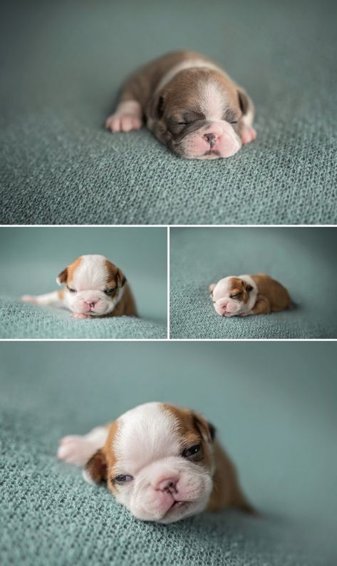 Newborn Puppies Photography, Newborn Puppy Photography, Puppies Photoshoot Ideas, Newborn Puppy Pictures, Newborn Puppy Photoshoot Ideas, Puppy Photography Ideas, Puppies Photoshoot, Puppy Photoshoot Ideas, Newborn And Dog