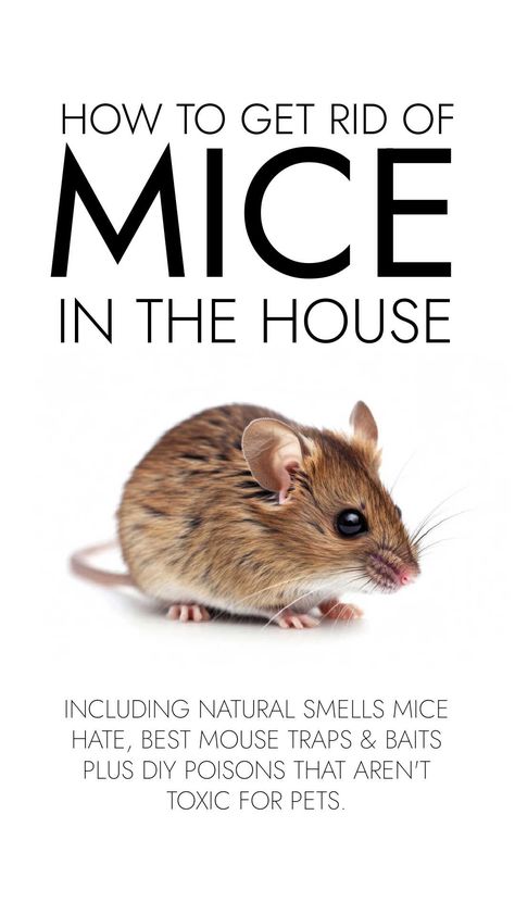 Get rid of mice in the house with natural smells mice hate, the best mouse traps and baits PLUS DIY poisons that aren't toxic for pets. Diy Mice Repellent Homemade, Natural Mice Repellent, Homemade Mouse Trap, Get Rid Of Mice In House, How To Get Rid Of Mice In The House, Mice Repellent How To Get Rid, Home Remedies For Mice, Diy Mice Repellent, Mouse Trap Diy