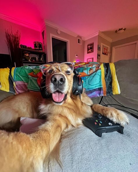 Can’t talk right now, gaming with the boys 🎮 #dogsofinstagram #xbox #cutedog #funnydog #gamer #dogs #goldenretriever #dogselfies Leon, Dogs Images, Discord Profile, Funny Puppy, Cute Dogs Images, Super Cute Puppies, Dog Games, Cute Animals Puppies, Dream Dog