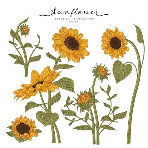 Sunflower Drawings, Sunflower Sketches, Sunflower Illustration, Sunflower Drawing, Decorative Set, Watercolor Bouquet, Vector Sketch, Sunflower Art, Hand Drawn Flowers