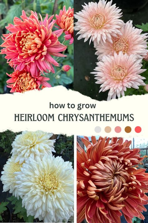 Chrysanthemum Varieties, Heirloom Chrysanthemums, Growing Chrysanthemums, Heirloom Mums, Chrysanthemum Growing, Chrysanthemum Garden, Garden Core, Chrysanthemum Seeds, Chrysanthemum Plant