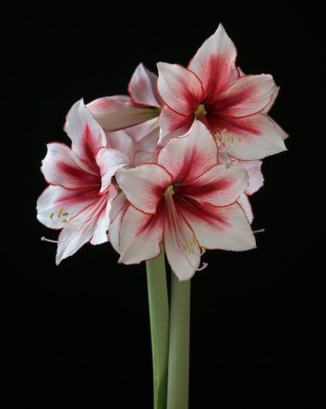 Temptation Amaryllis Plant, Amaryllis Flowers, Amaryllis Bulbs, Nothing But Flowers, Flower Therapy, Beautiful Flowers Pictures, Single Flower, Lily Flower, Exotic Flowers