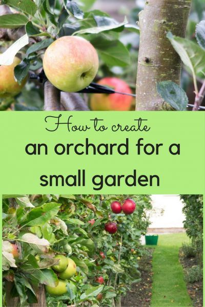 Fruit Trees Backyard, Fruit Tree Garden, Orchard Garden, Growing Fruit Trees, Potager Garden, Edible Landscaping, Veg Garden, Growing Fruit, Food Garden