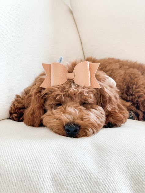 Nude hair bow by @bowpeepsyqr #goldendoodle #dogbow #bows #hairbows #sleeping #kingsleythedoood #puppy #puppies Aesthetic Dog, Dog Sleeping, Dog Fashion, Sleeping Dogs, Dog Bows, Dream Board, Goldendoodle, Cute Little Animals, Puppy Dog