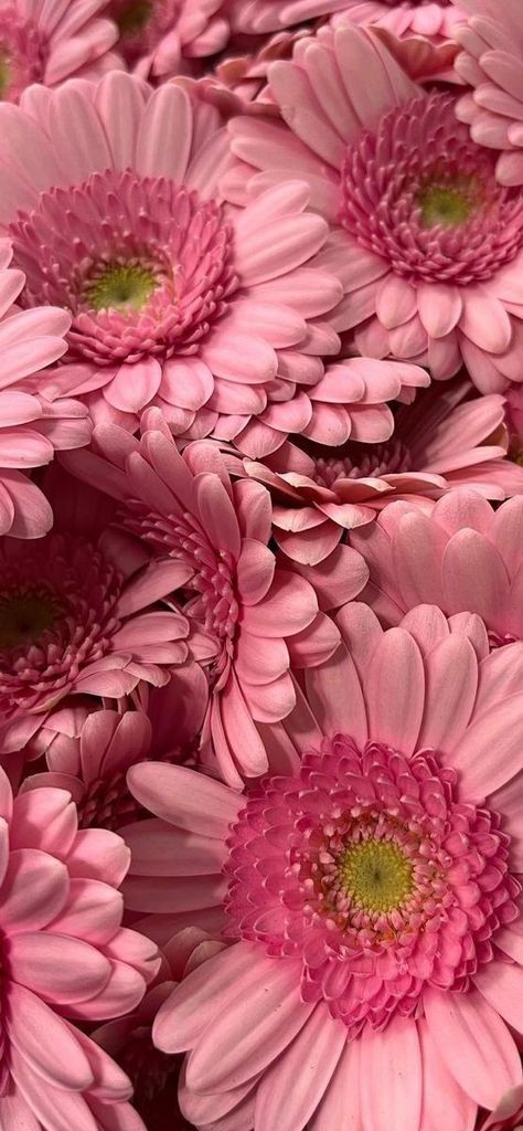 Pink Daisy Wallpaper Iphone Wallpapers, Pink Screensaver Iphone, Projector Background, Pink Daisy Wallpaper, Fav Flower, Daisy Background, Filler Photos, April Birth Flower, Gerbera Flower