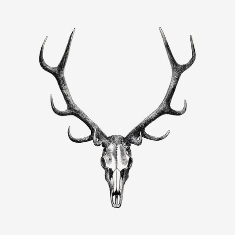 Patchwork, Stag Tattoo Design, Deer Skull Drawing, Stag Skull, Tattoo Crane, Painted Deer Skulls, Elk Tattoo, Antler Tattoo, Elk Skull