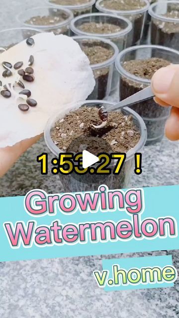 Seed to Flowers on Instagram: "Growing Watermelon: Tips and Techniques🍉 #planting #seeds #plants #watermelon #garden #gardening #plantlovers #gardenlovers #gardentips #gardenlife ##backyardgarden #plantcare #growtips" Watermelon Tips, Growing Watermelon, Watermelon Garden, Home Jungle, How To Grow Watermelon, Watermelon Plant, Growing Vegetables In Pots, Vegetable Garden Planner, Small Vegetable Gardens