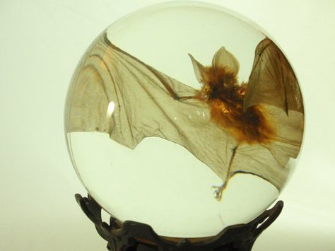 Preserved Wet Specimen Bat in Glass Globe by thecuriodditiescabin Wet Specimen, Willow Park, Vulture Culture, Horror Themes, Taxidermy, Fun Decor, Owl House, Beautiful Creatures, Bones