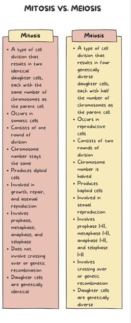 Infographic to compare mitosis and meiosis Mitosis Vs Meiosis Notes, Mitosis And Meiosis Notes, Meiosis Notes, Mitosis Notes, Mitosis And Meiosis, Biochemistry Notes, Biology Diagrams, Learn Biology, Gcse Revision