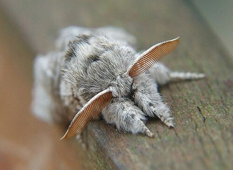 Pale Tussoc moth Devon Core, Venezuelan Poodle Moth, Poodle Moth, Rosy Maple Moth, Cute Moth, Cool Insects, Cool Bugs, Beautiful Bugs, Pretty Animals