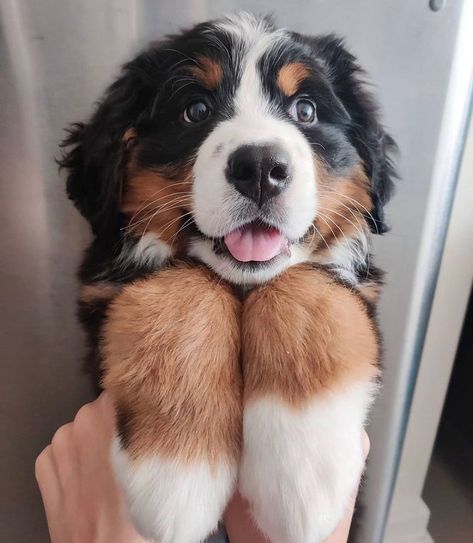 Burnese Mountain Dog, Labrador Noir, Bernese Mountain Dog Puppy, Dog Bell, Mixed Breed Dogs, Mountain Dog, Bernese Mountain, Cute Dogs And Puppies, Cute Animal Photos