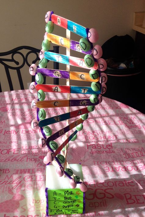 DNA model for school project Dna Structure Model Project, Dnk Model Diy, Rna Structure Model, Dna Structure Model, Learning Biology, Dna Model Project, Plant Organization, Dna E Rna, Psych Meds