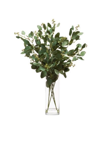 TALL SEEDED EUCALYPTUS WATER LIKE Tall Flower Display, Vase Plant, Flowers Dp, Tree Cut Out, Forever Green, Color Plan, Photoshop Projects, Seeded Eucalyptus, Plant Vase