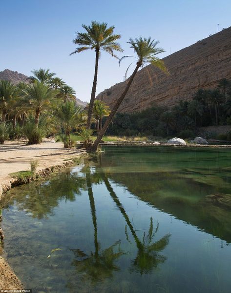 Living In The Desert, Oasis Aesthetic Desert, Water In Desert, Oasis Aesthetic, Oman Desert, Desert Forest, Oasis In The Desert, Desert Life, Desert Oasis