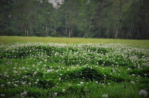 Clover field. Clover Blooms In The Fields, Clover Field, Late Twenties, Background References, Field Wallpaper, Gold Skies, Guard Dog, Ivy Style, Clover Flower