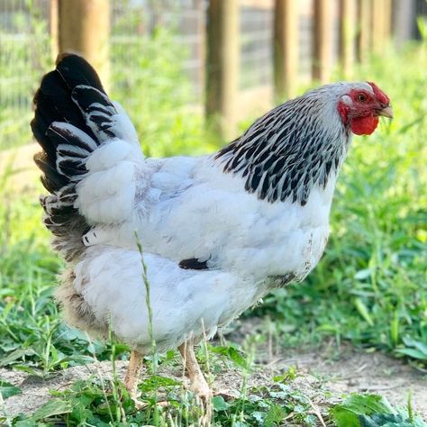 Wyandotte Chickens, Breed Chickens, 2d Felting, Black And White Chickens, Wyandotte Chicken, Chickens For Sale, Duck Breeds, Day Old Chicks, Biggest Chicken