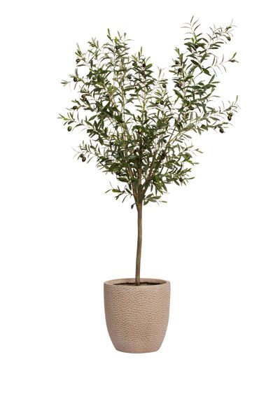 You searched for Olive tree - Lux-Art Silks Small Plant Aesthetic, Olive Tree Indoor Decor, Olive Tree Pot, Wabi Sabi Plants, Olive Trees In Pots, Olive Tree Indoor, Indoor Olive Tree, Estilo Japandi, Potted Olive Tree