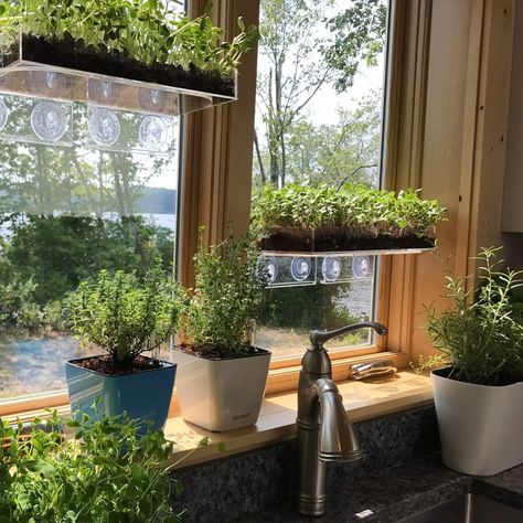 Window Garden on Instagram: “Growing an Edible Garden on your Window is possible, even if you don’t have enough Windowsill Space. 🪴 The Veg Ledge Plant Shelf can be…” Window Sill Plants Outdoor, Windowsill Plant Shelf, Window Sill Plants, Window Herb Garden, Windowsill Plants, Windowsill Garden, Windowsill Shelf, Window Garden, Garden Shelves