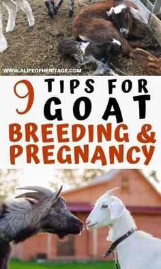 Goat Breeding, Milking Goats, Breeding Goats, Goat Life, Milk Goats, Goat Herder, Goat Breeds, Goat Toys, Goat Health