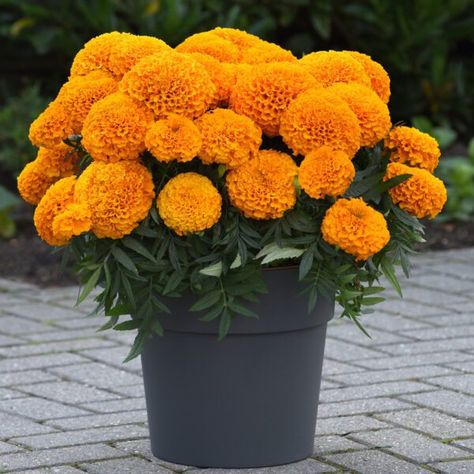 African Marigold, Trailing Petunias, Full Sun Shrubs, Gardening Gift Baskets, Types Of Shrubs, Rectangle Planters, The Marvels, Berry Bushes, Bird Bath Garden