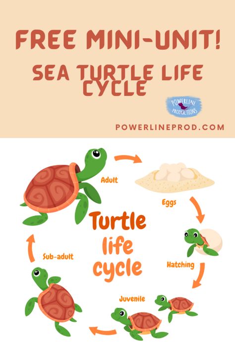 Are you ready to learn about the sea turtle life cycle? This engaging mini-unit has interesting facts, a fun craft, and some videos you’ll love! Sea Turtle Life Cycle, Turtle Life Cycle, Sea Turtles Hatching, Homeschool Stem, Turtle Facts, Unit Studies Homeschool, Homeschool Freebies, Curriculum Design, Steam Activities