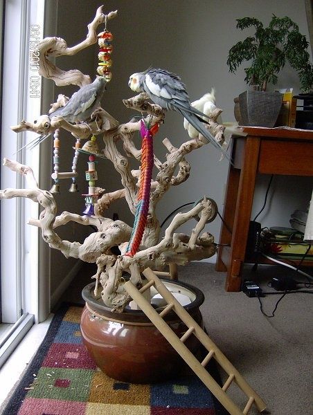 Bird Play Gym, Homemade Bird Toys, Diy Parrot Toys, Diy Bird Cage, Pet Birds Parrots, Diy Bird Toys, Parrot Stand, Pet Bird Cage, Parrot Perch