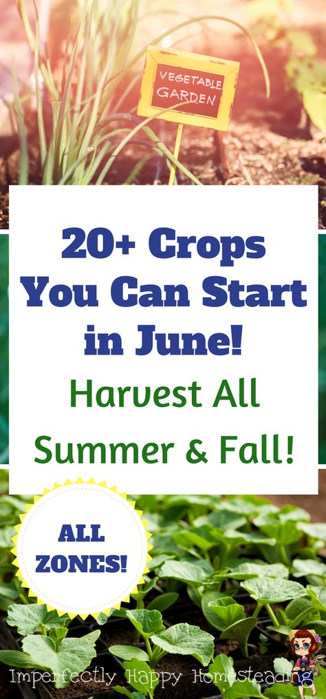 20+ Crops You Can Start in June for Summer & Fall Harvests! It is NOT to late to start your vegetable garden. Planting Calendar, Planting Guide, Fall Vegetables, Fall Garden Vegetables, Winter Vegetables, Garden Types, Home Vegetable Garden, Vegetable Gardening, Veggie Garden