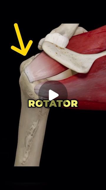 Dr. Adam McCluskey PT, DPT on Instagram: "❌Rotator Cuff (Supraspinatus) Pain? Here’s what you need to know! (Full Shoulder Rehab Program in @theptinitiative Bio Link) — The Supraspinatus is 1 of the 4 rotator cuff muscles. — It helps you lift your arm to the side, and also keeps the arm securely in the socket when you move it. — A large part of the recovery for this injury involves improving the strength and stability of the entire rotator cuff, but here are some specific exercises I like to use for Supraspinatus rehab. — ✅Need more help? Download my Shoulder Blueprint program today! (Link in @theptinitiative Bio!) - #rotatorcuff #shoulderpain #shoulderimpingement #pt #physio" Rotator Cuff Massage Therapy, Exercises To Strengthen Rotator Cuff, Rotator Cuff Exercises Physical Therapy, Rotator Cuff Pt Exercises, Rotator Cuff Muscles, Rotator Cuff Anatomy, Rotator Cuff Tendinosis, Rotator Cuff Surgery Recovery, Shoulder Pain Relief Rotator Cuff