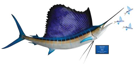 Creature Anatomy, Mullet Fish, Fish Mounts, Action Scene, Fish Model, Blue Marlin, Fish Fish, One Fish, Final Touch