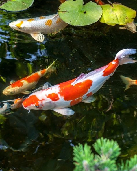 Backyard Koi Pond, Backyard Simple, Pond Animals, Art Studio Storage, Fish Pond Gardens, Koi Painting, Backyard Pond, Pond Fish, Koi Art