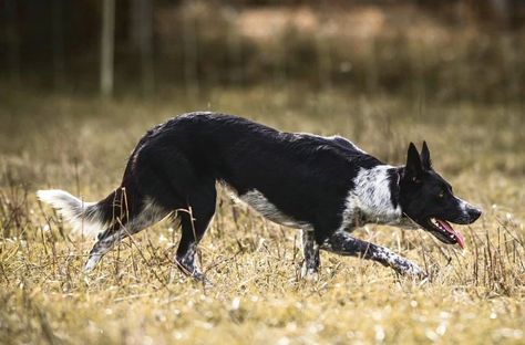 Border Collie Smooth Coat, Smooth Border Collie, Working Line Border Collie, Working Border Collie, Border Collie Working, Cai Characters, Collie Breeds, Rare Dog Breeds, Herding Dogs