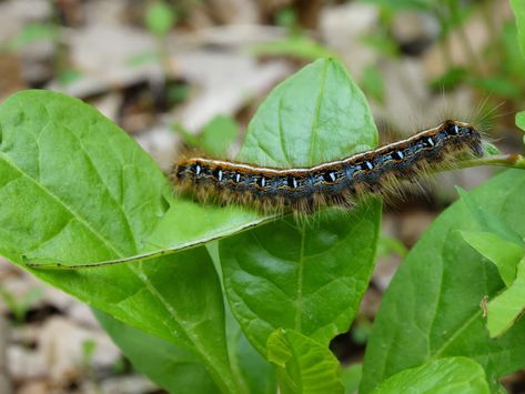 Web Worms, Bag Worms and Eastern Tent Caterpillars: What’s the Difference? | Apartment Therapy Parasite Pictures, Bag Worms, Eastern Tent Caterpillar, Tent Caterpillars, Leyland Cypress, Bushes And Shrubs, Large Tent, Make It Stop, Walnut Tree